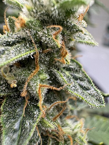 Growreport Bild 7