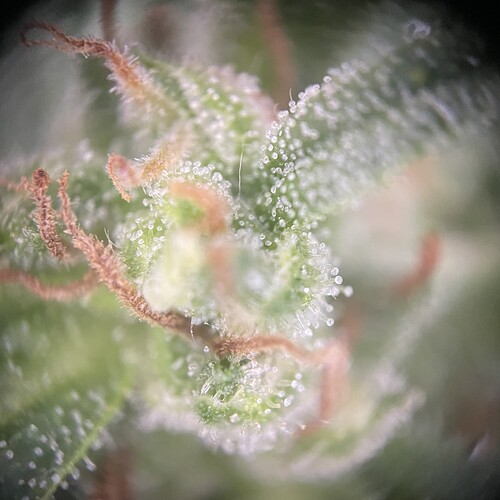 Growreport Bild 29