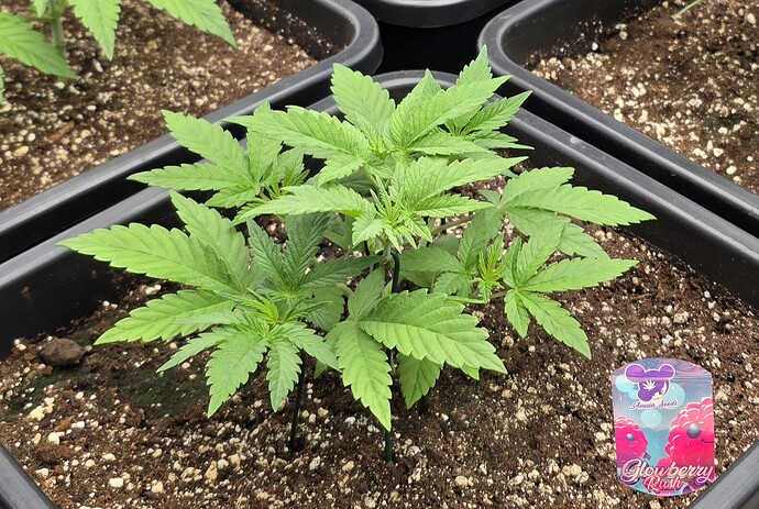 Growreport Bild 26