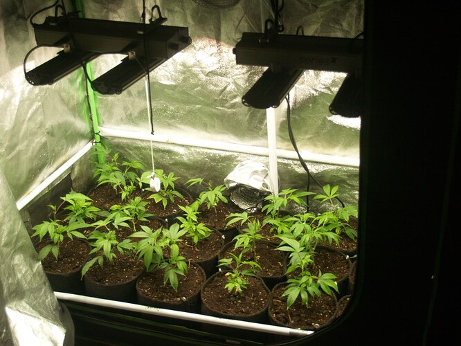 Growreport Bild 2