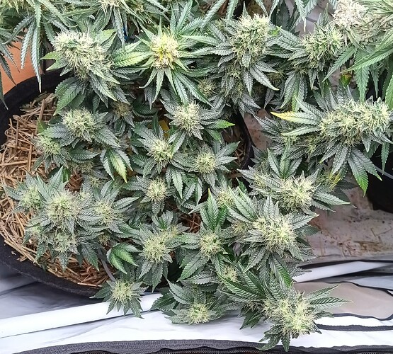 Growreport Bild 7