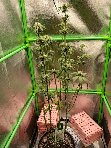 Growreport Bild 7