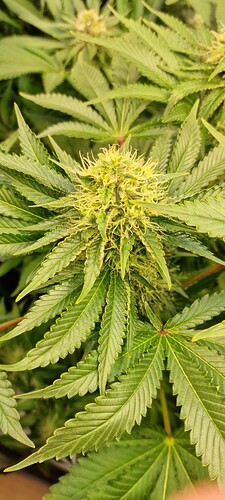 Growreport Bild 25
