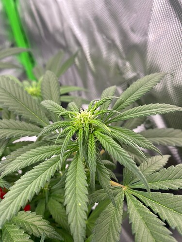 Growreport Bild 6