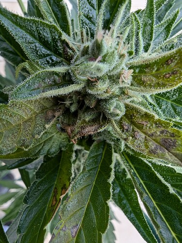 PXL_20240803_110528569