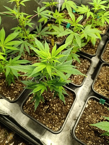 Growreport Bild 3