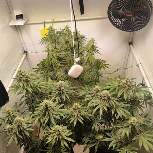 Growreport Bild 20