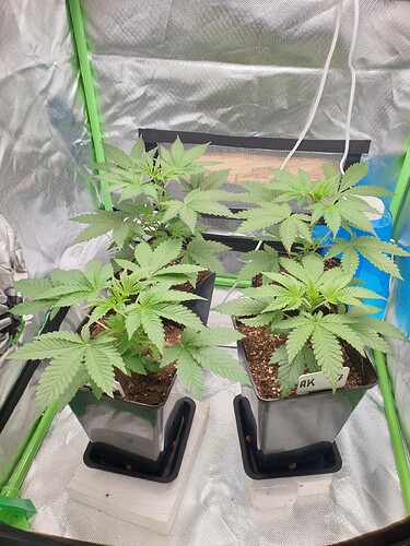 Growreport Bild 1