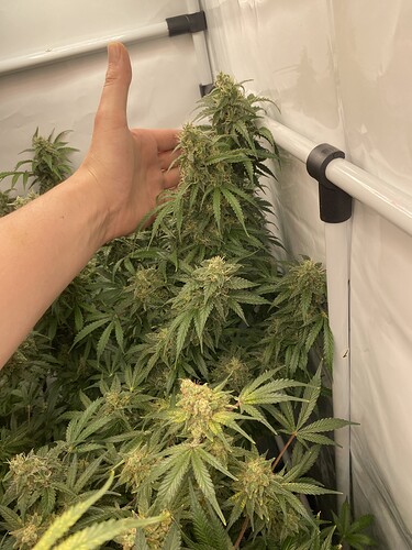Growreport Bild 6