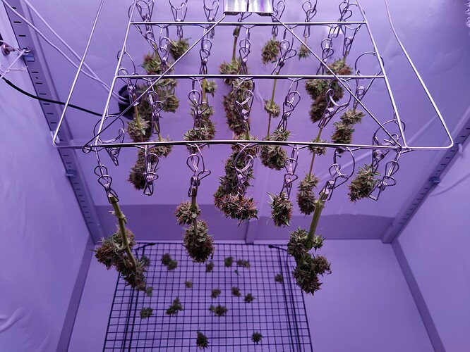 Abgeschlossen: Challenge DIY Grow unter 250€ Komplett Euipment