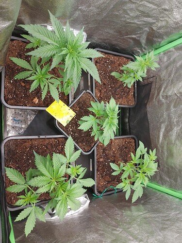 Growreport Bild 4