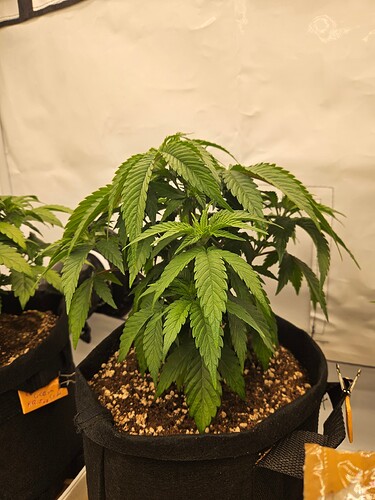 Growreport Bild 31