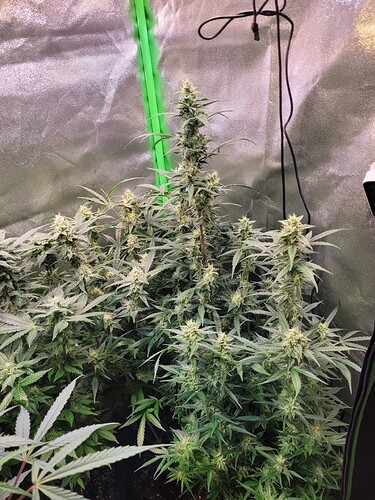 Growreport Bild 6