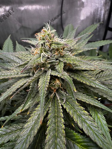 Growreport Bild 4