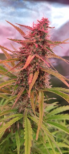 Growreport Bild 20