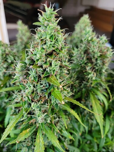 Growreport Bild 19