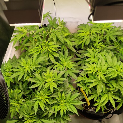 Growreport Bild 7