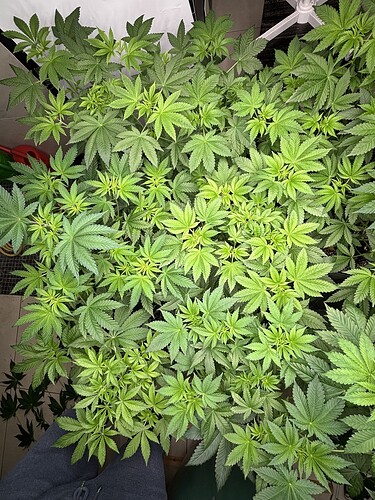 Growreport Bild 40