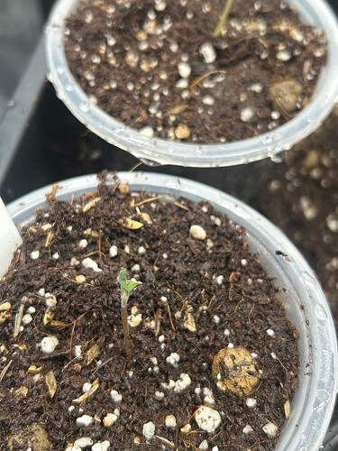 Growreport Bild 106
