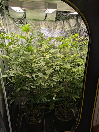 Growreport Bild 39