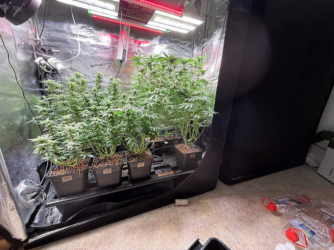Growreport Bild 62