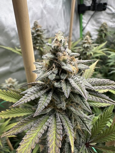 Growreport Bild 12