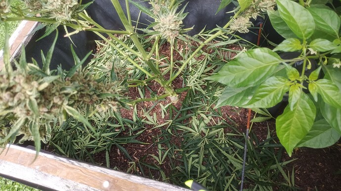 Growreport Bild 2