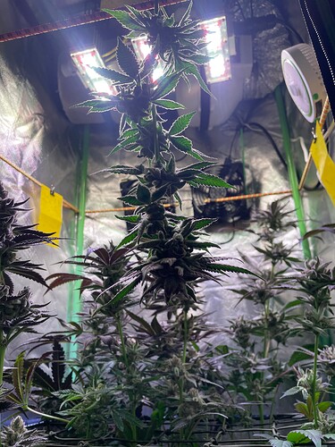 Growreport Bild 2