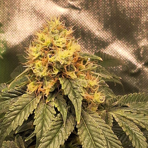 Growreport Bild 5