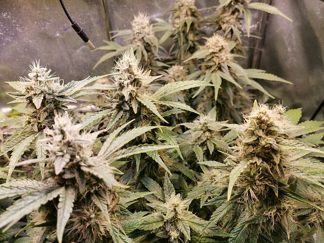 Growreport Bild 1