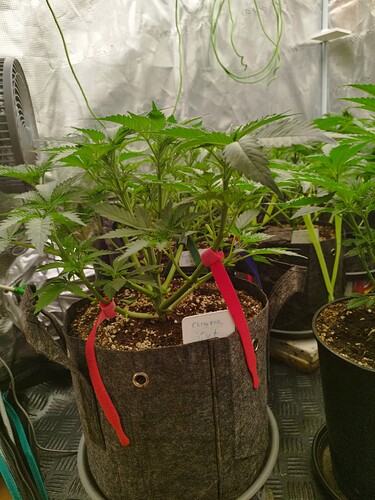 Growreport Bild 3