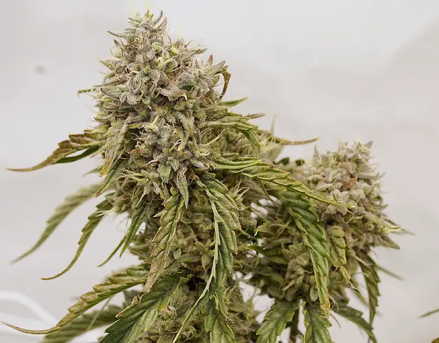 Growreport Bild 8