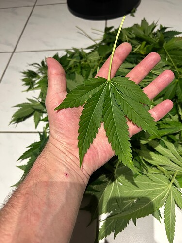 Growreport Bild 31