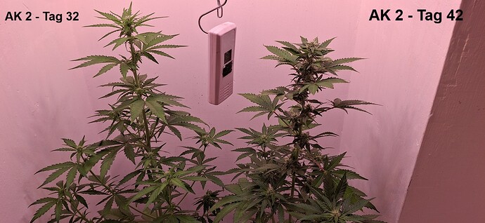 x-duo (5)