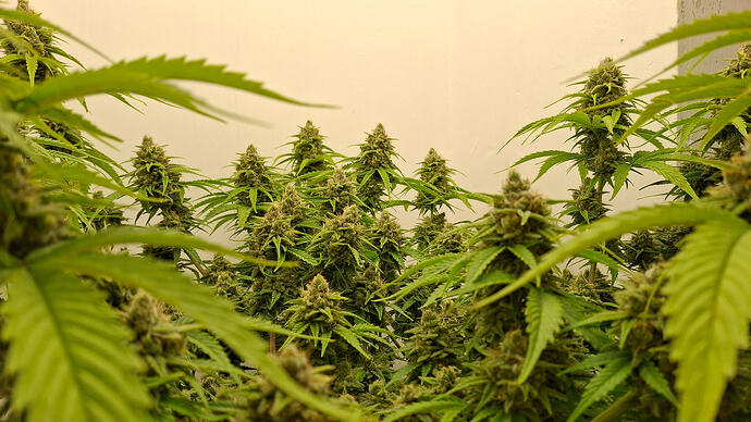 Growreport Bild 338