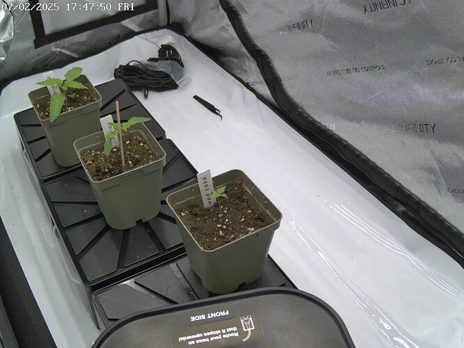 Growreport Bild 1