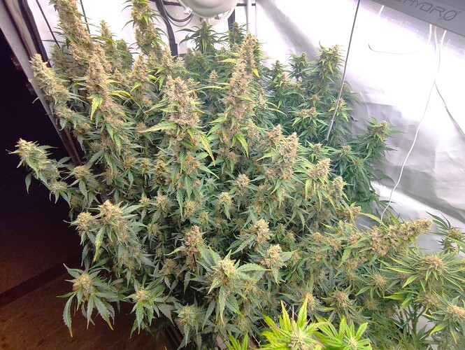 Growreport Bild 9