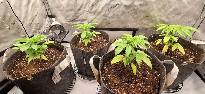 Growreport Bild 3