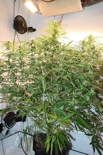 Growreport Bild 14