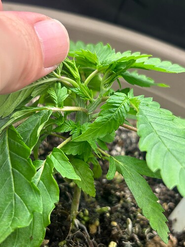 Growreport Bild 4