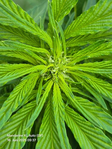Mandarine XL Auto (Ganja Farmer) (Zoom)