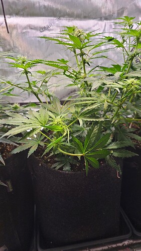 Growreport Bild 19