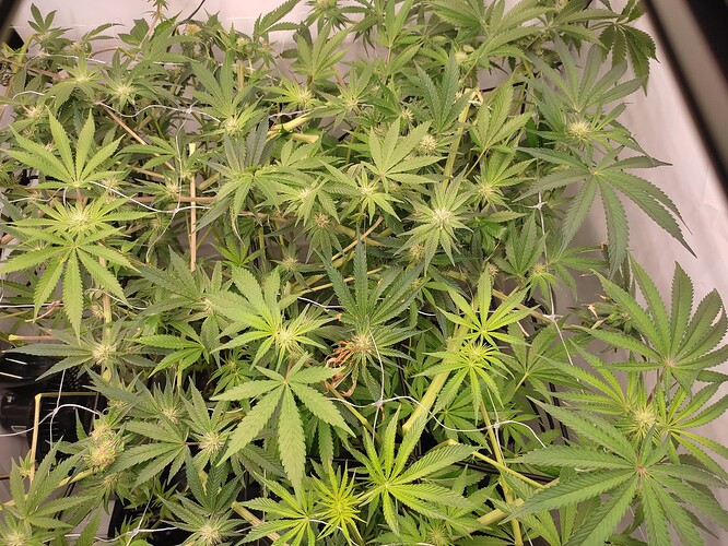 Growreport Bild 14