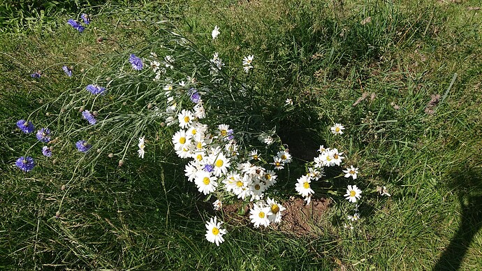 Growreport Bild 31