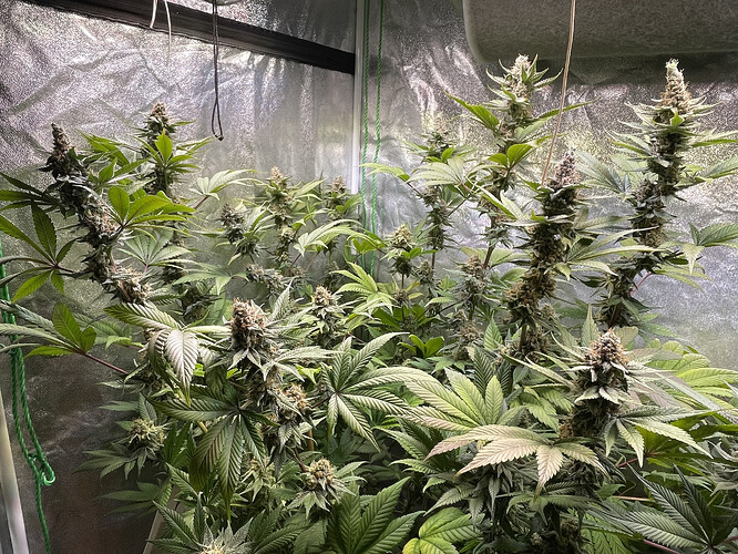 Growreport Bild 15