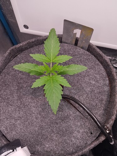 Growreport Bild 3