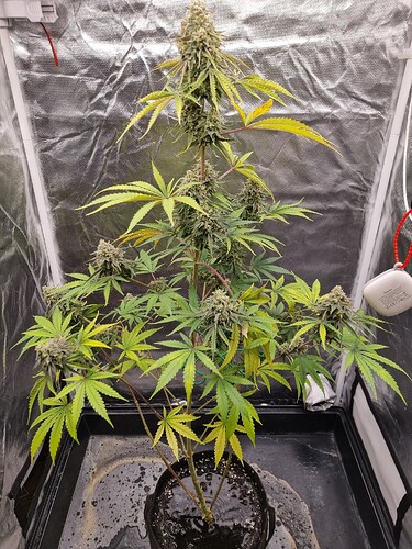Eine einzelne Cannabis-Pflanze in der Blütephase, die in einem Zelt wächst. Die Pflanze hat mehrere Blütenstände und gelbliche Blätter.