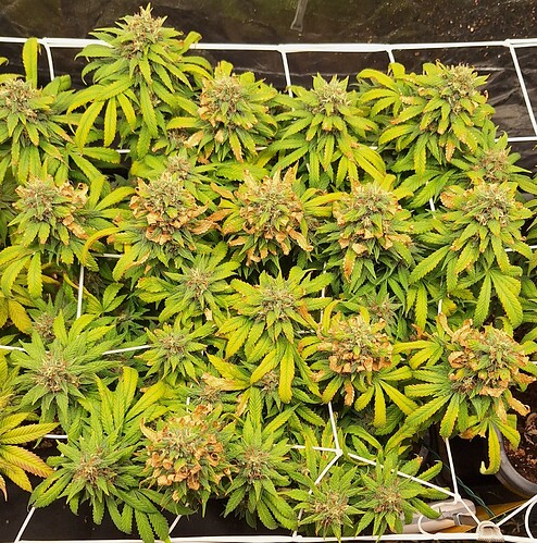 Growreport Bild 8