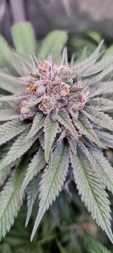 Growreport Bild 7