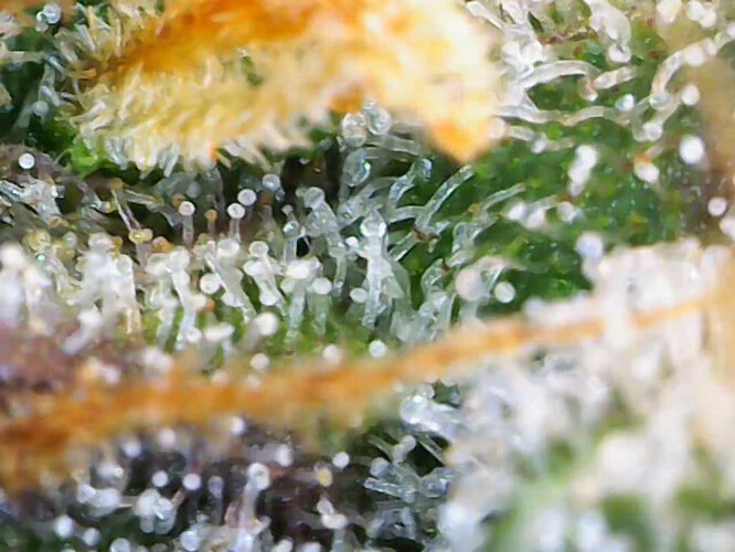 cap_Video_2025-02-26 11_24_03_113_00_00_35_04